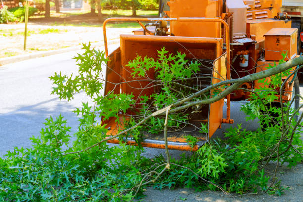 Bishop, TX Tree Services Company