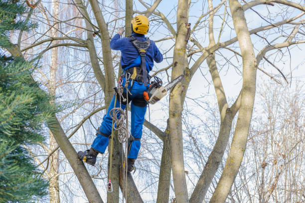 Best Root Management and Removal  in Bishop, TX