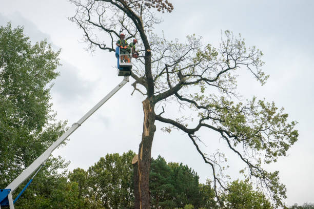 Best Palm Tree Trimming  in Bishop, TX