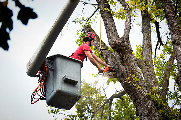 Best Tree Mulching  in Bishop, TX