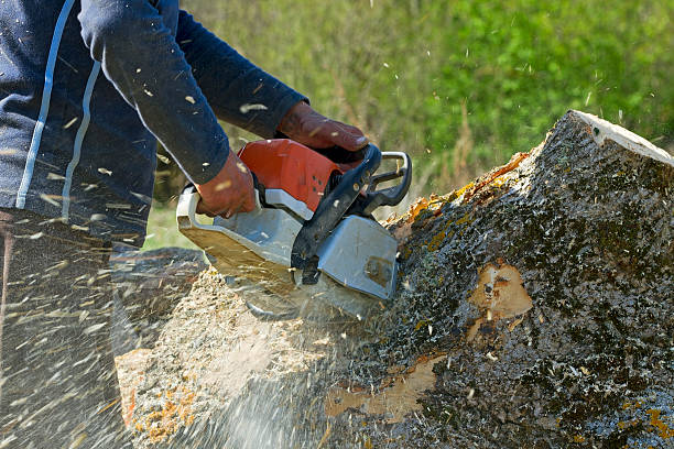 Best Lawn Pest Prevention  in Bishop, TX
