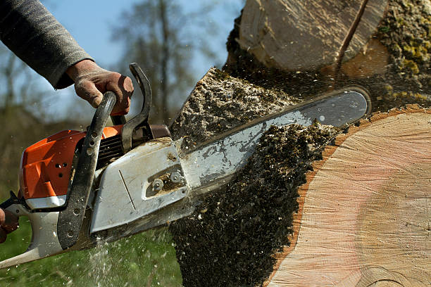 How Our Tree Care Process Works  in  Bishop, TX